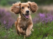 开云体育下载-跨界之战，广厦生死局映照英超争冠，西亚卡姆式接管启示录